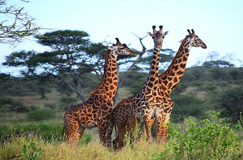 Lake Manyara Wildlife